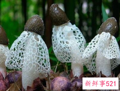 什么蘑菇对癌症好