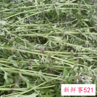 女人多久喝一次益母草