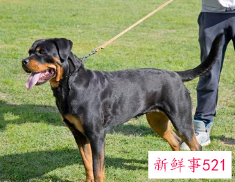 超护主的狗排名