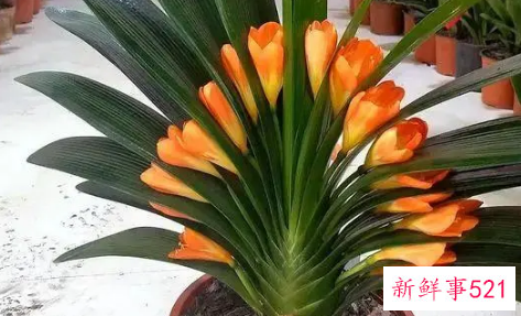 政府机关办公室放置哪些风水花好