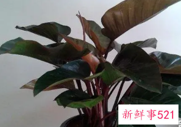 红钻怎么施肥四季施肥都有所不同