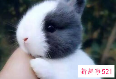 粘人又安静的小型宠物兔子