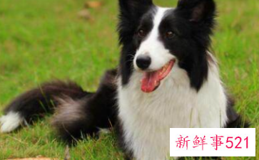 排名前十的宠物狗狗