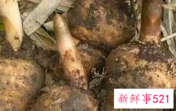 正确吃天麻的五种方法