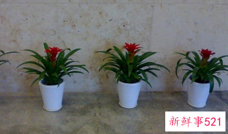 办公室盆栽风水