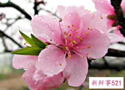 过年摆桃花的寓意和象征