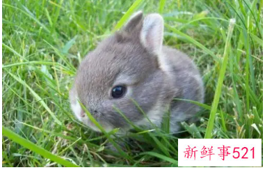 粘人又安静的小型宠物兔子