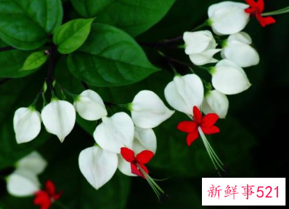 十二生肖对应的幸运植物