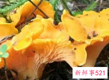 什么蘑菇对癌症好