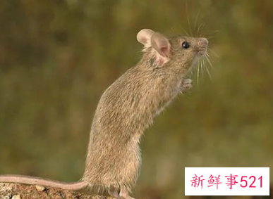 嫉妒心最强的三大生肖惹不起