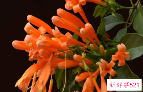 鞭炮花有什么寓意