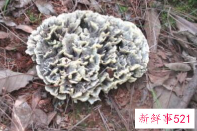 什么蘑菇对癌症好