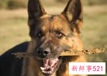 孕妇梦见大狼狗是什么意思