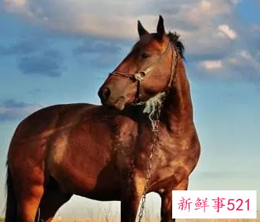 属马男人床上爱你的表现