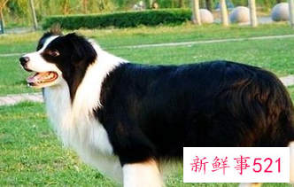 优质边牧犬怎么挑