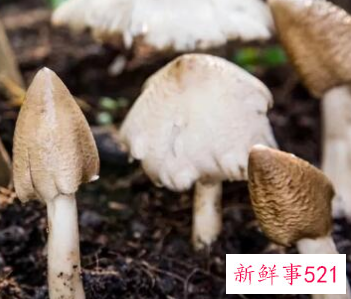 什么蘑菇对癌症好