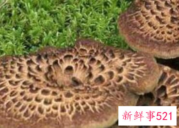 什么蘑菇对癌症好