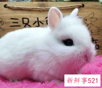 粘人又安静的小型宠物兔子