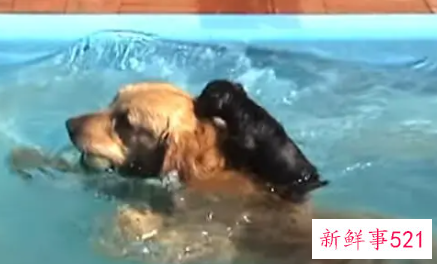 梦见小狗在游泳是什么意思