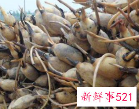 莲藕怎么存放保鲜