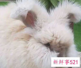 粘人又安静的小型宠物兔子