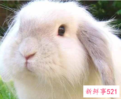 粘人又安静的小型宠物兔子