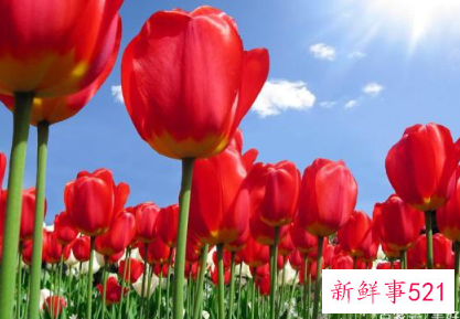 十二生肖对应的幸运植物