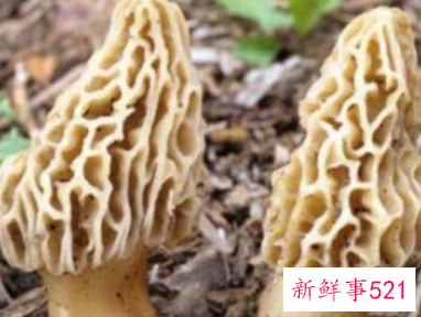 什么蘑菇对癌症好