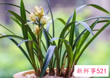 兰花养殖小技巧