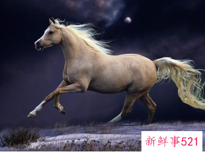 梦见马交合是什么意思