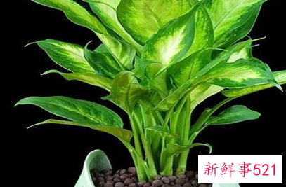 银皇后可以水培吗