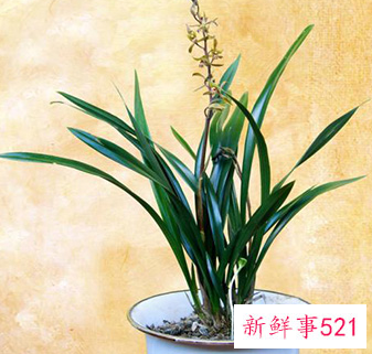 墨兰叶尖发黄怎样修剪