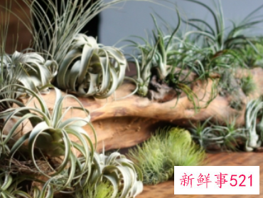 空气凤梨是什么