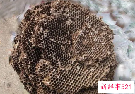 干马蜂窝的作用与功效
