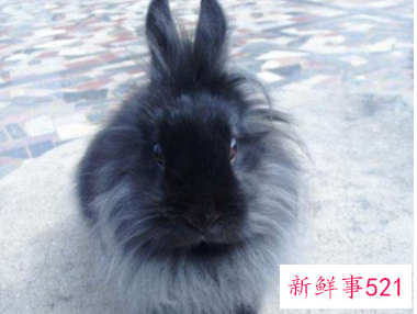 粘人又安静的小型宠物兔子