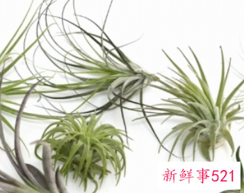 空气凤梨是什么