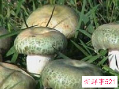 什么蘑菇对癌症好