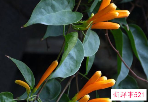 鞭炮花有什么寓意