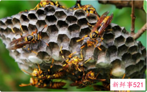 干马蜂窝的作用与功效