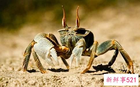 梭子螃蟹的做法