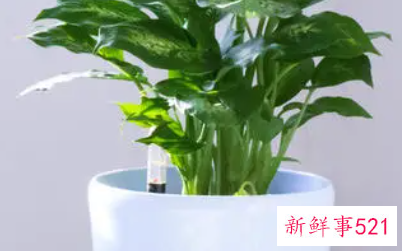 银皇后可以水培吗