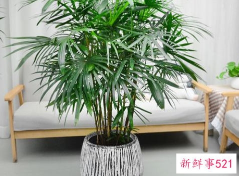 棕竹对家居环境的影响