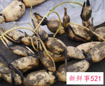 莲藕怎么存放保鲜