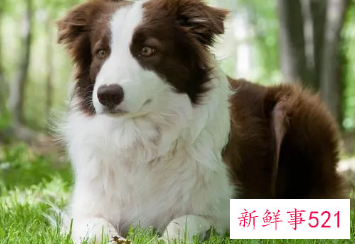 梦见狗代表什么预兆