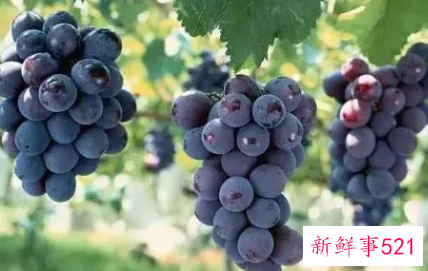 美容效果最好的水果是什么