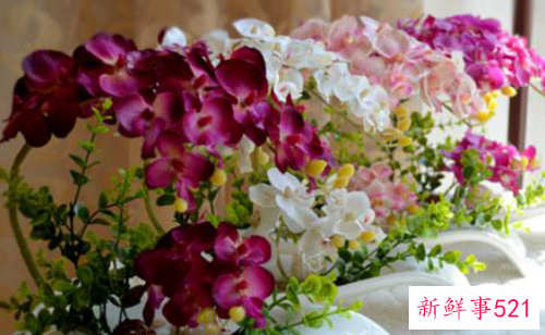 餐桌上摆放什么干花最好