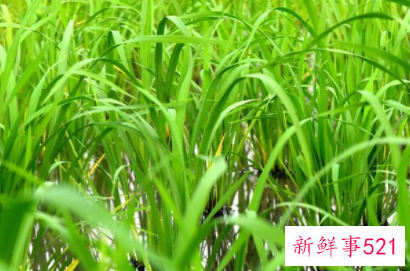 石菖蒲的功效与作用