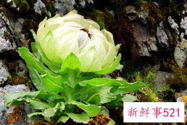 梦见像雪莲一样的花