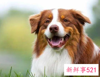 属狗的正缘桃花是谁