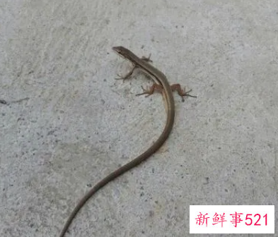 梦见家里有壁虎是什么意思